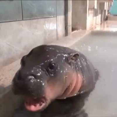 Just a baby Hippo.