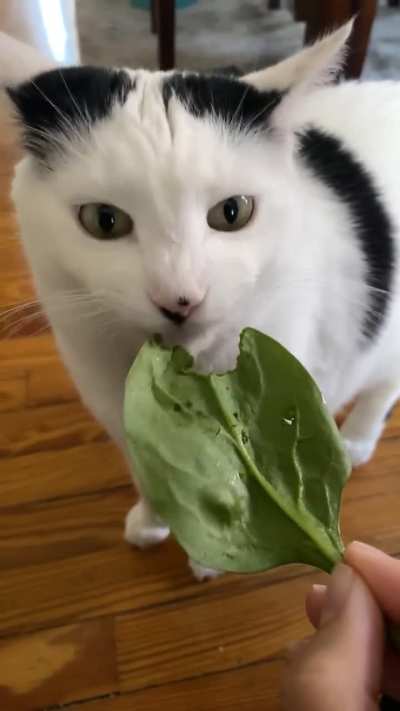 Nicky prefers spinach over regular cat treats 