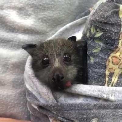 Little sky puppy eating strawberry