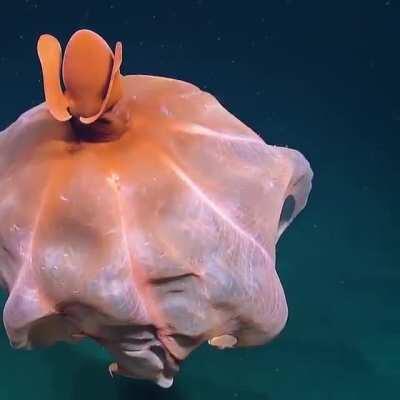 Incredible octopus stretching it's tentacles to form a huge balloon captured by EVN Nautilus at the depth of around 1600 meters