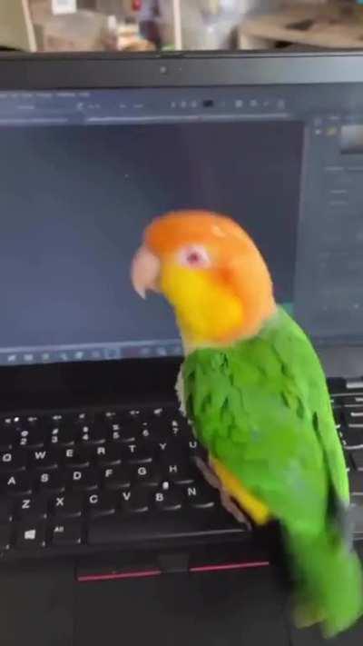 Even birds love ThinkPad keyboards 🦜