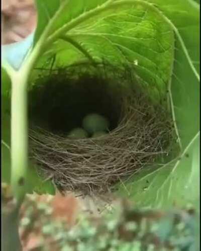 Amazingly woven nest inside a leaf. Birds are genius architects.