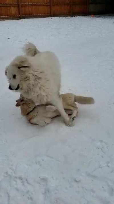 Just a polar bear trying to eat a kango-pup 🤣