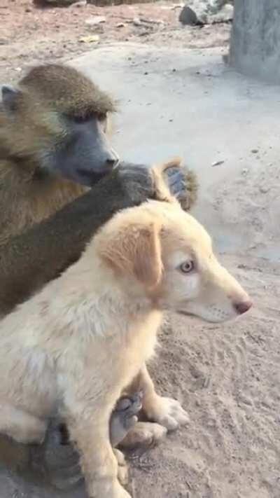 This Baboon is helping his pupper friend by getting rid of bugs