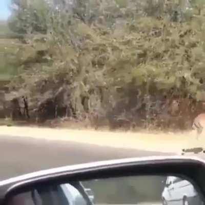 These impalas getting chased by a Cheetah