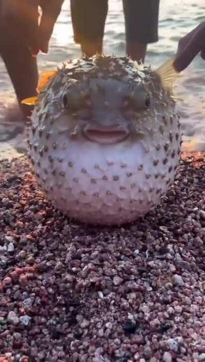 A puffer fish washed up ashore