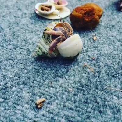 Our hermit crab changed shells right in front of me! Coolest thing ever! 🐚