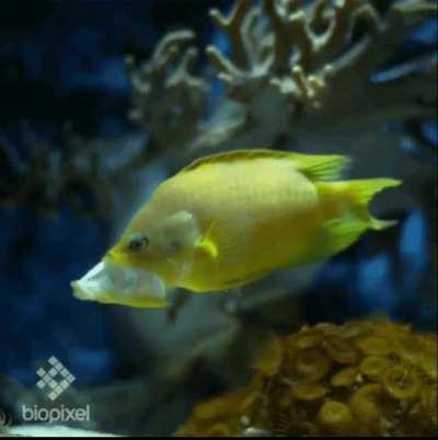 🔥 Slingjaw wrasse (Epibulus insidiator)