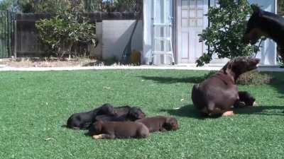 Doberman mom keeping dad away from the pups. Someone will be sleeping on the grass tonight.