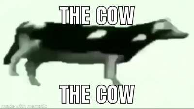 THE COW