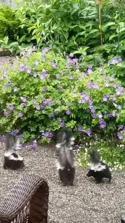 These 4 baby skunks doing level 1 attack mode