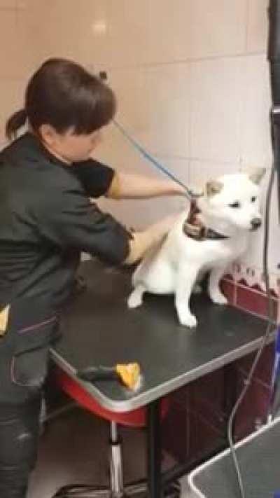 How this talented groomer establishes trust with a Shiba in under a minute