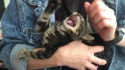 Meatball screams because he wants to bite more fingers.