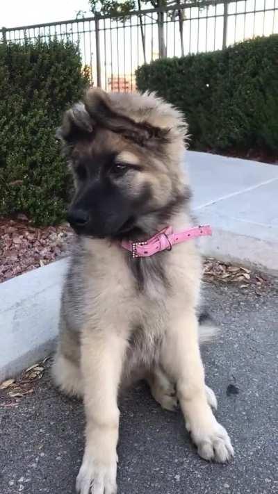 This puppy trying to recieve a signal