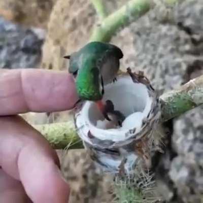 Hummingbird Dad Feeds His Kids