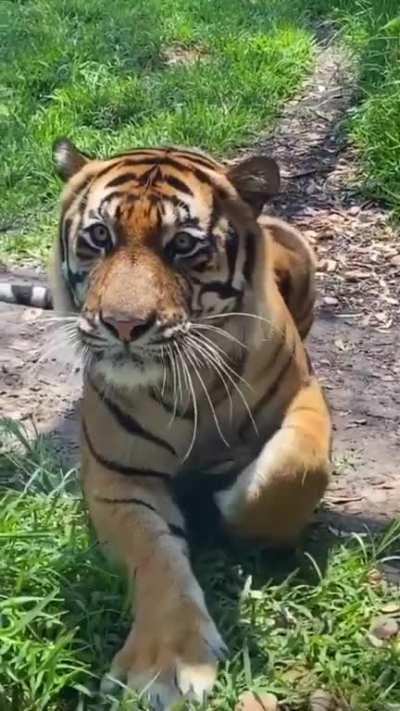 Awesome Big kitty!