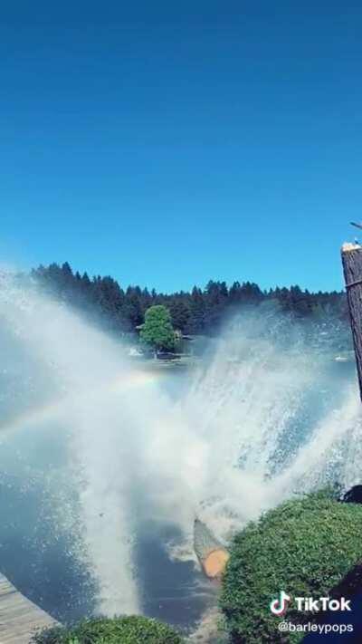 Douglas Fir falling into a lake