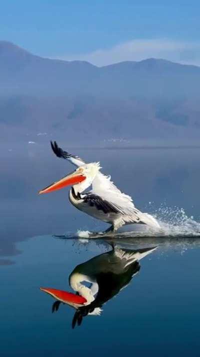 This pelican gliding in to a smooth landing on a calm lake