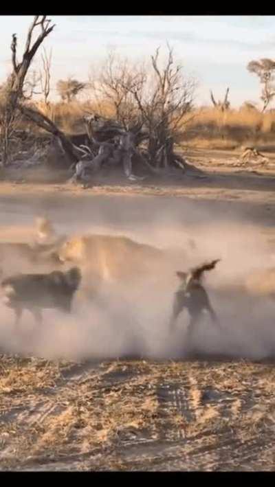 Lioness wards off a pack of wild dogs,