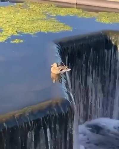 🔥 The edgiest duck there is.