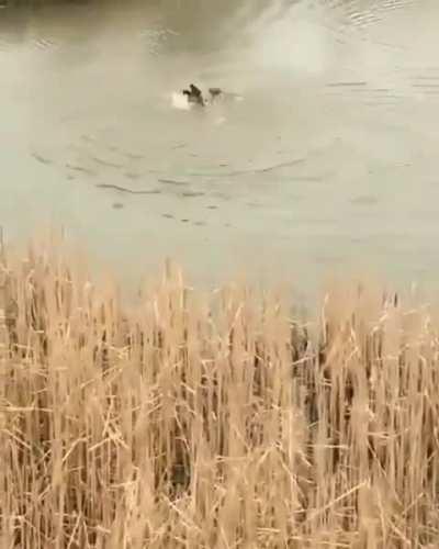 Goose absolutely wrecks a bird that landed in its river