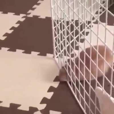 bunny passing through fence