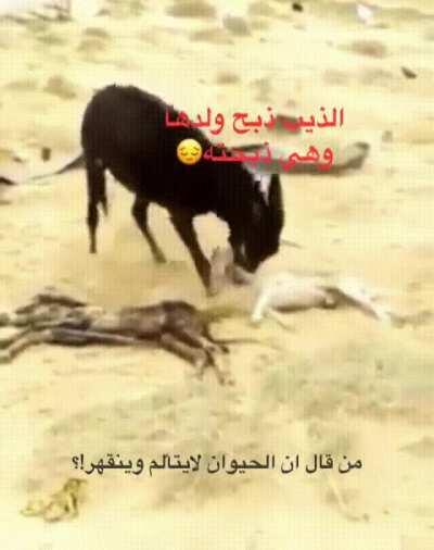 this donkeys son got killed by a wolf the mother took her revenge when the wolf was eating killing him next to her dead son