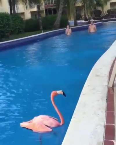 If 2020 was a flamingo