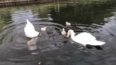 Swans/Signets/Lily