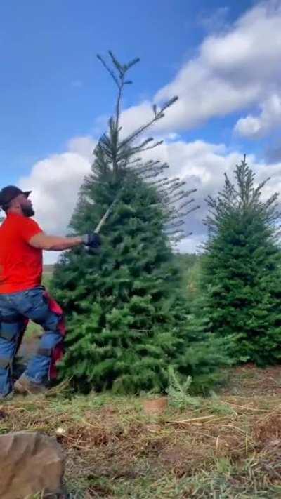 I definitely *didn't* think Christmas trees just grew that way without help.