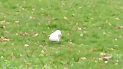 please someone make this dancing seagull dance to some actual bangers