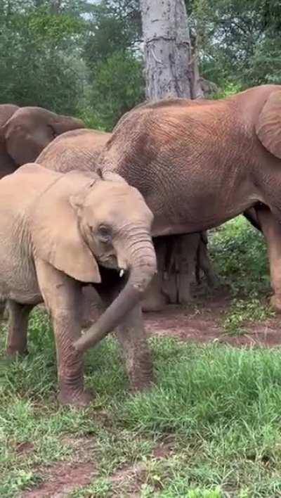 Baby Elephant Learning About Her Trunk!!