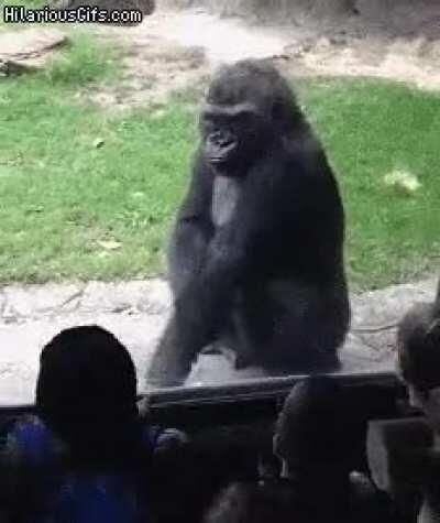 Trying to get a gorillas attention...