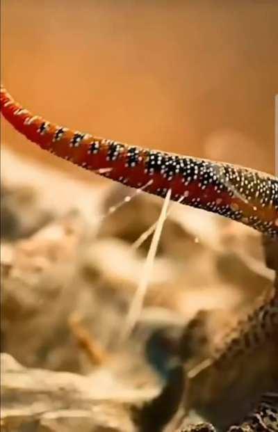 Dragon-Tailed Gecko, Spraying Sticky Liquid from its Tail, Straight at any Would-Be Predators