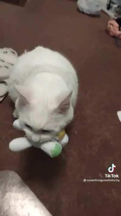 r/catscarryingstuffies I saw this on Tik Tok and had to share.