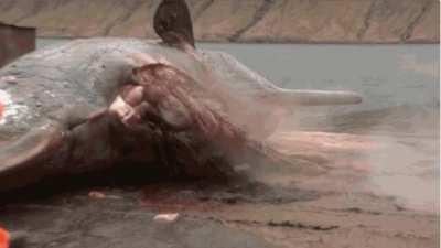 A little advice, as marine biologist, never aproach to a dead whale that is more than 5 days outside.