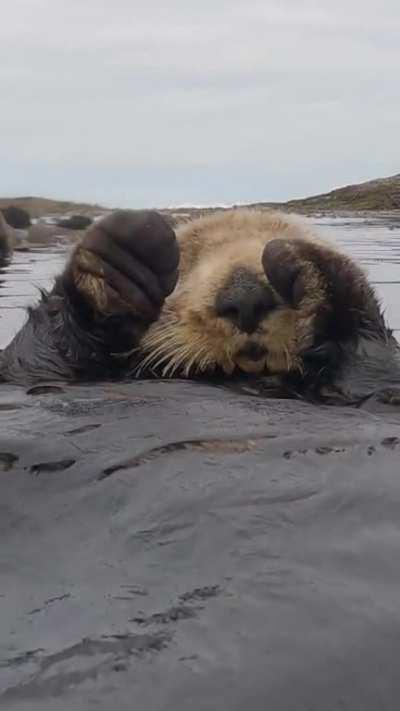 Sea otters napping