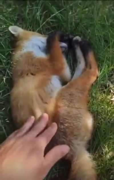 Fox getting surprised wake up.