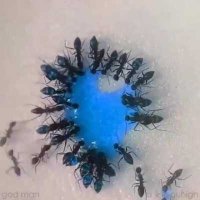 Timelapse of ants drinking liquid candy