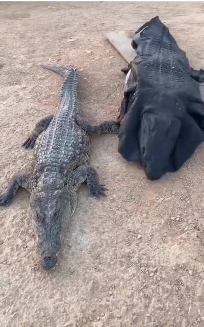 Man dressed as crocodile annoying crocodile