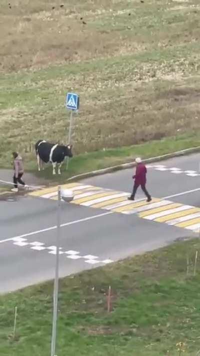 Cow waits for her human to come get her to cross the road after a walk in the field