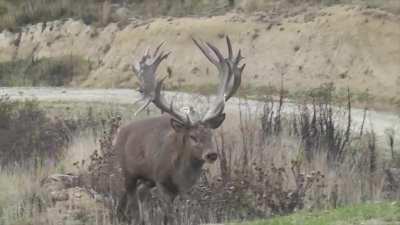 Red stag roaring