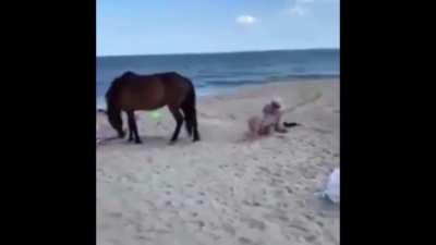 Woman Hits Horse, Gets Hit Back