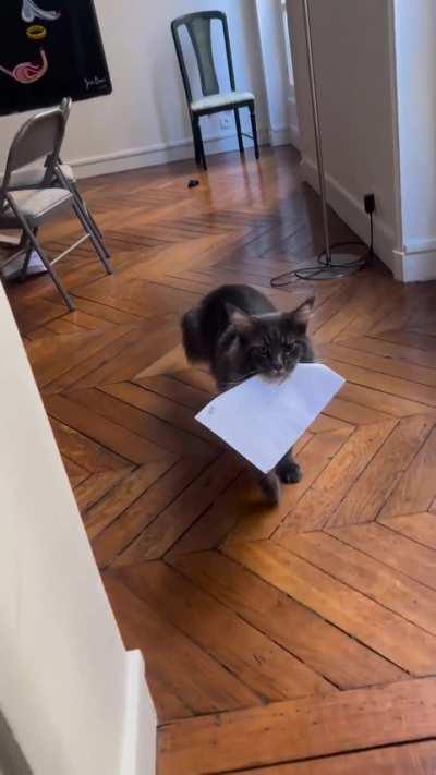 This cat brings all the letters that comes under the door