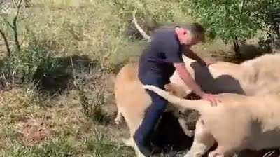 The owner of a private farm in South Africa being greeted by the pride of lions he raised in his own home