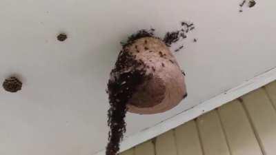 Ants forming a hanging chain to raid a wasp nest