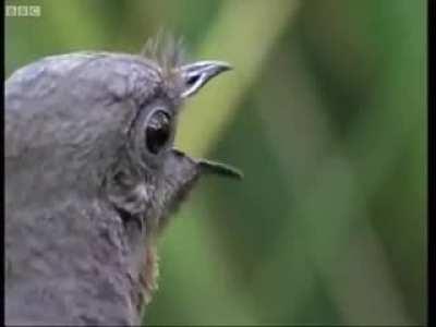 Amazing bird can imitate all sounds - Attenborough