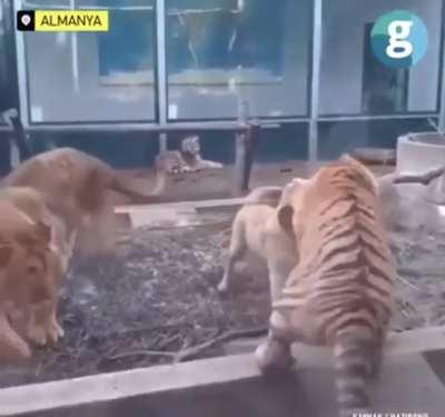 Dog stops tiger and lion from fighting