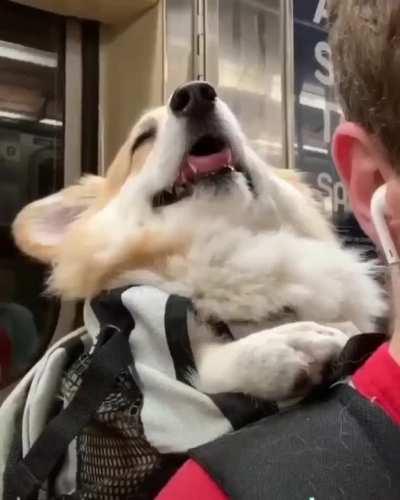 Subway doggo