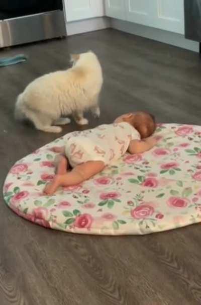 Mama cat wants her kitten to be friends with human baby.